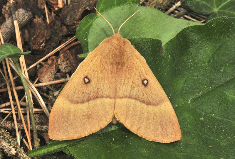 Lasiocampidae - Lasiocampa (Lasiocampa) quercus